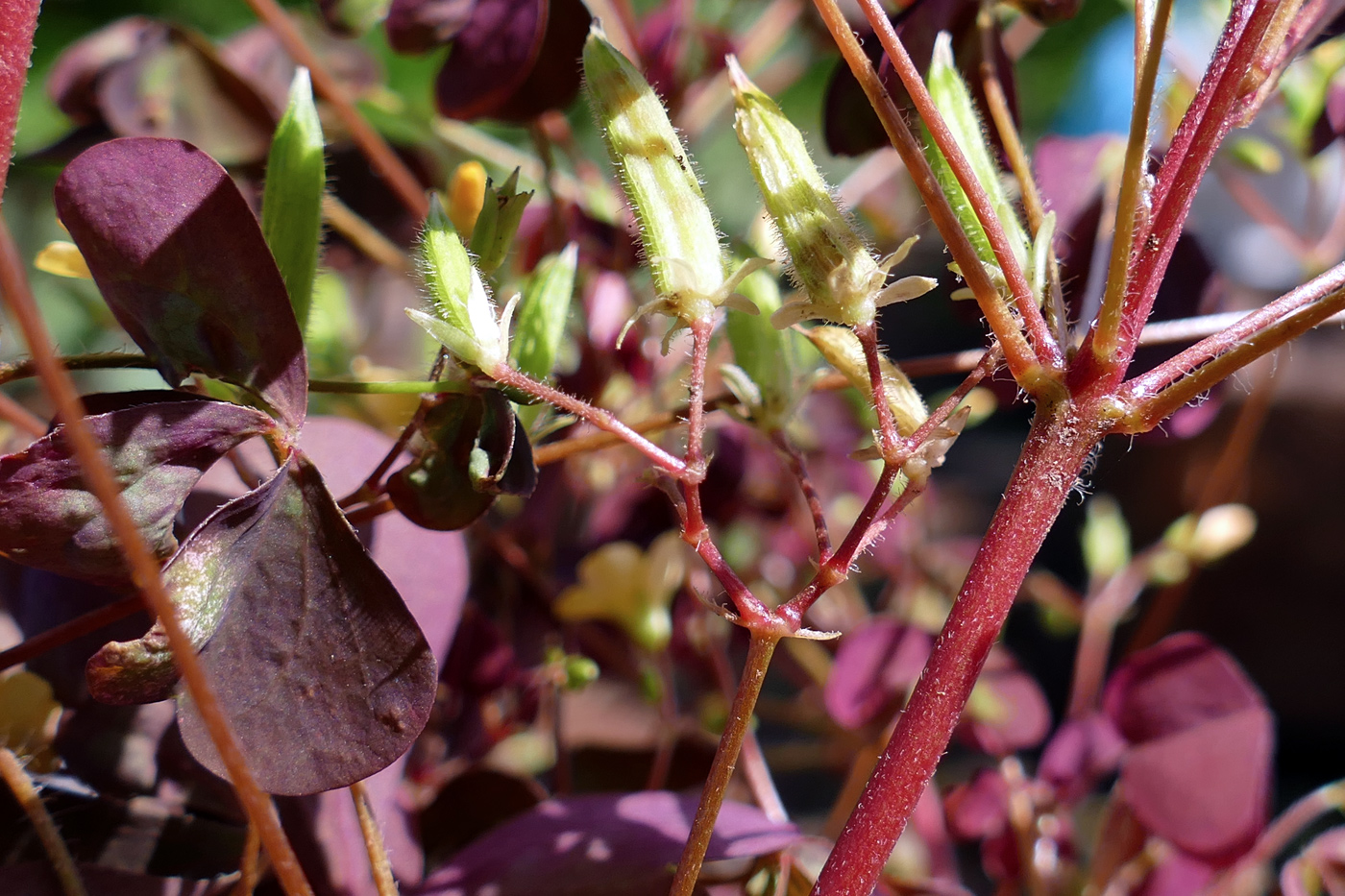 Изображение особи Oxalis corniculata.