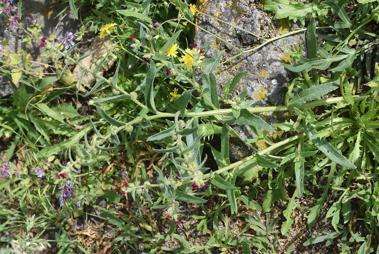 Изображение особи Nonea rosea.