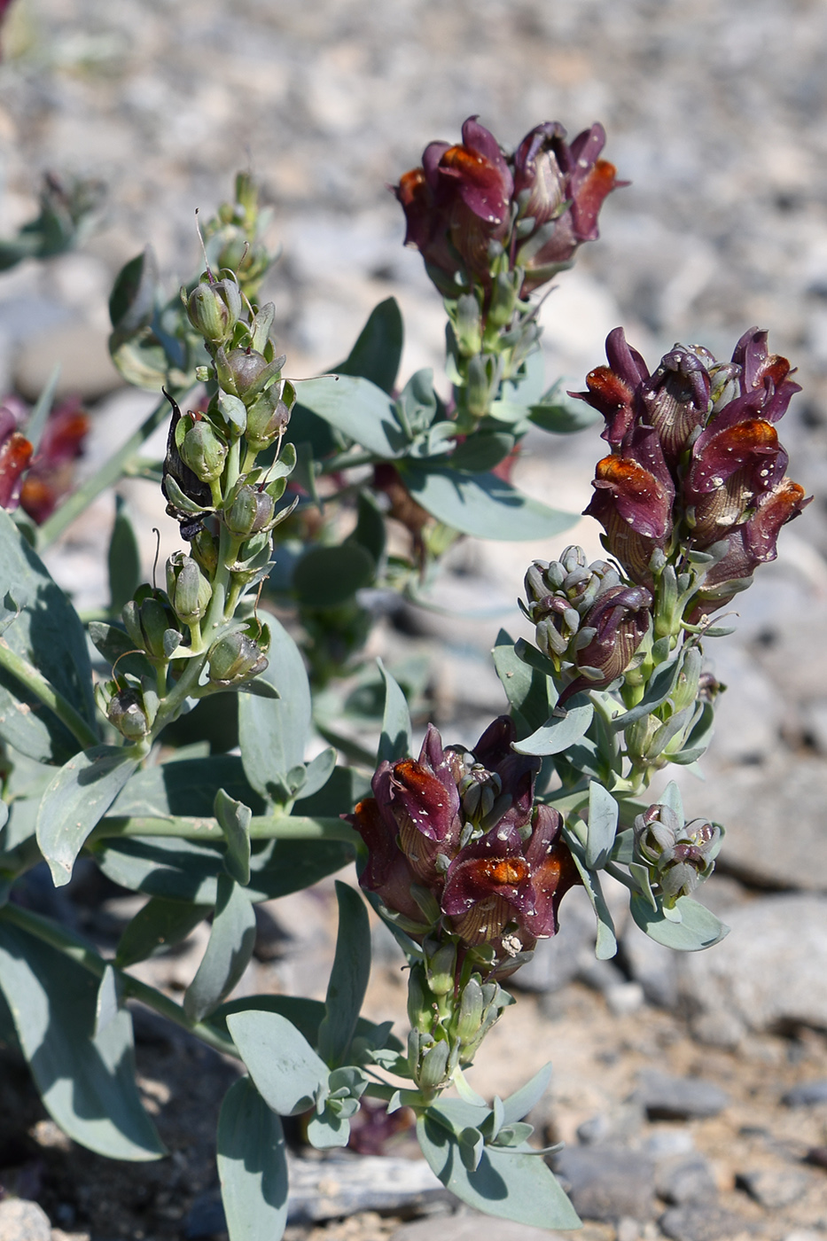 Изображение особи Linaria kokanica.