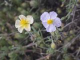 Helianthemum apenninum. Цветки и бутоны. Испания, Каталония, пров. Барселона, комарка Осона, муниципалитет Рупит-и-Пруит, окр. водопада Сальт-де-Сальент, ≈802 м н.у.м., пологий склон плато, разнотравный луг. 16.04.2026.