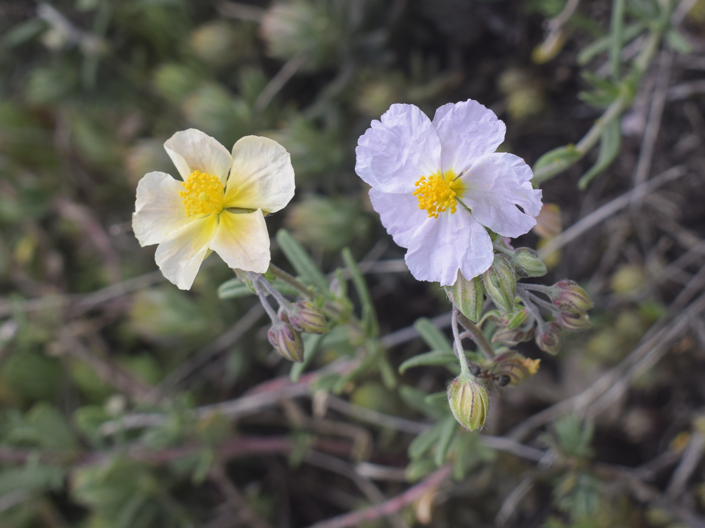 Image of Helianthemum apenninum specimen.