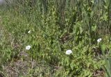 Calystegia sepium. Цветущие растения; на опоре из стеблей Phragmites australis. Испания, Каталония, пров. Жирона, комарка Баш Эмпорда, муниципалитет Пальс, кромка залежи на рисовом чеке. 23.04.2026.