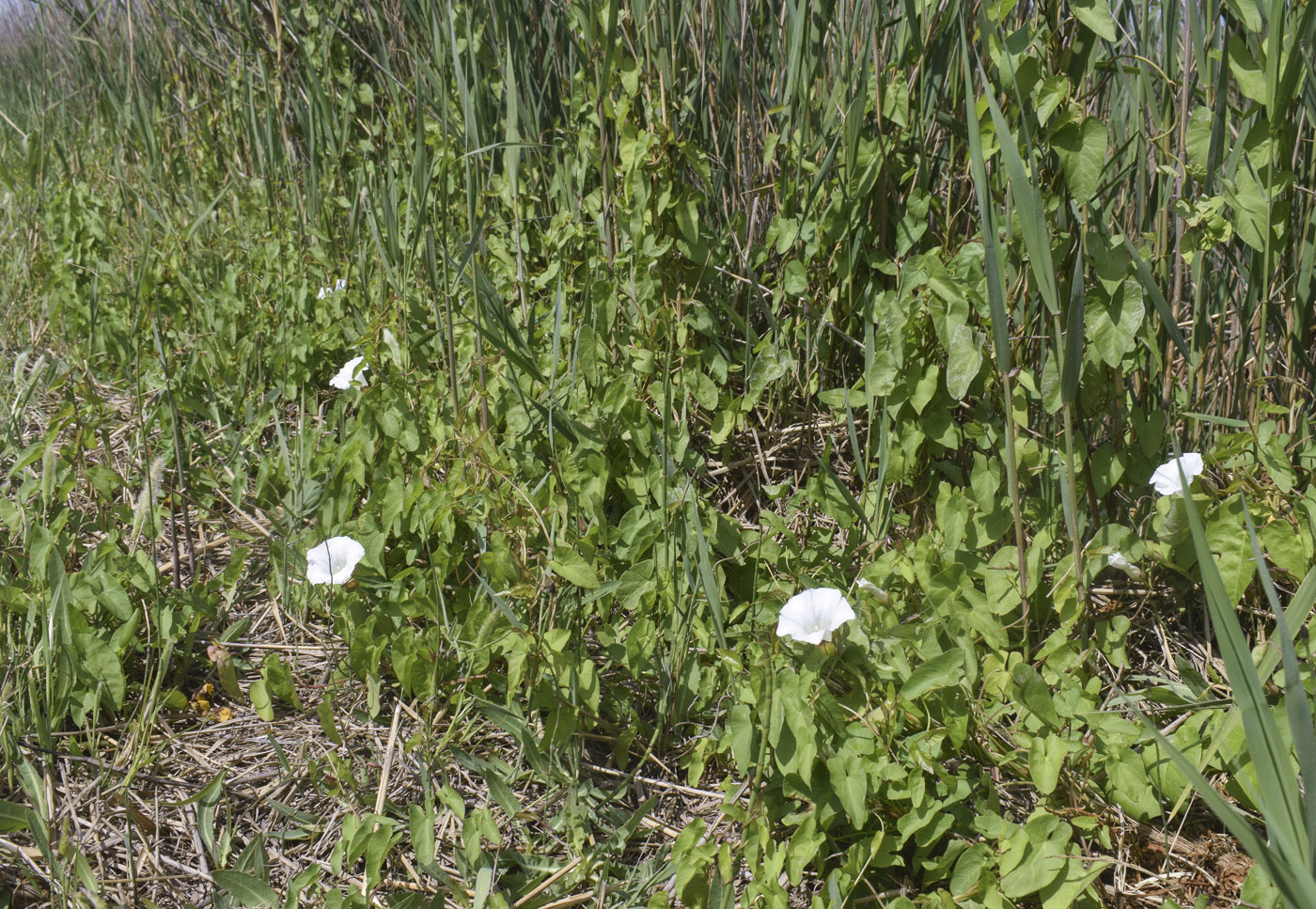 Изображение особи Calystegia sepium.