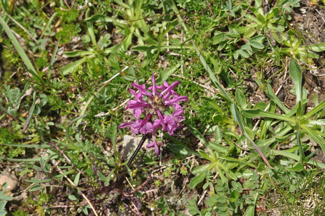 Изображение особи род Pedicularis.