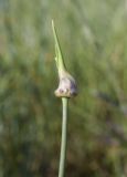 Allium vineale. Верхушка побега с развивающимся (?) соцветием. Испания, Каталония, пров. Жирона, комарка Баш Эмпорда, муниципалитет Санта-Кристина-де-Аро, окр. н.п. Романья-де-ла-Сельва, опушка разреженного леса. 23.05.2026.