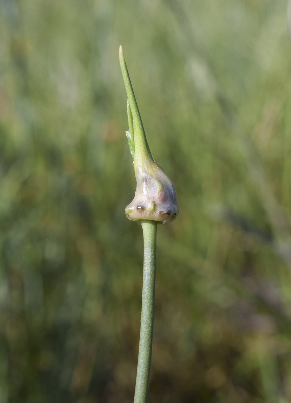 Image of Allium vineale specimen.