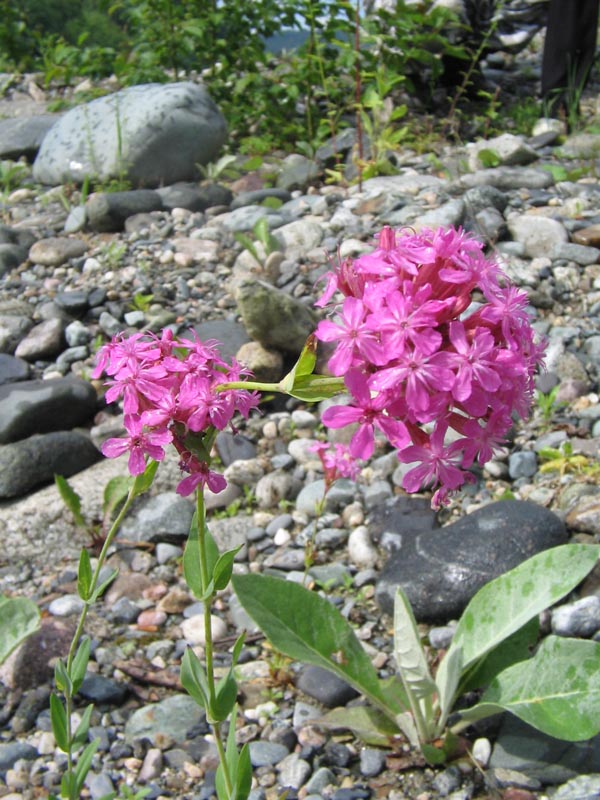 Image of Silene compacta specimen.