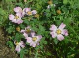 Rosa pygmaea. Цветущее растение. ЛНР, г. Луганск, балка Калмыцкий яр, склон юго-восточной эксп., ложбина стока. 28.05.2026.