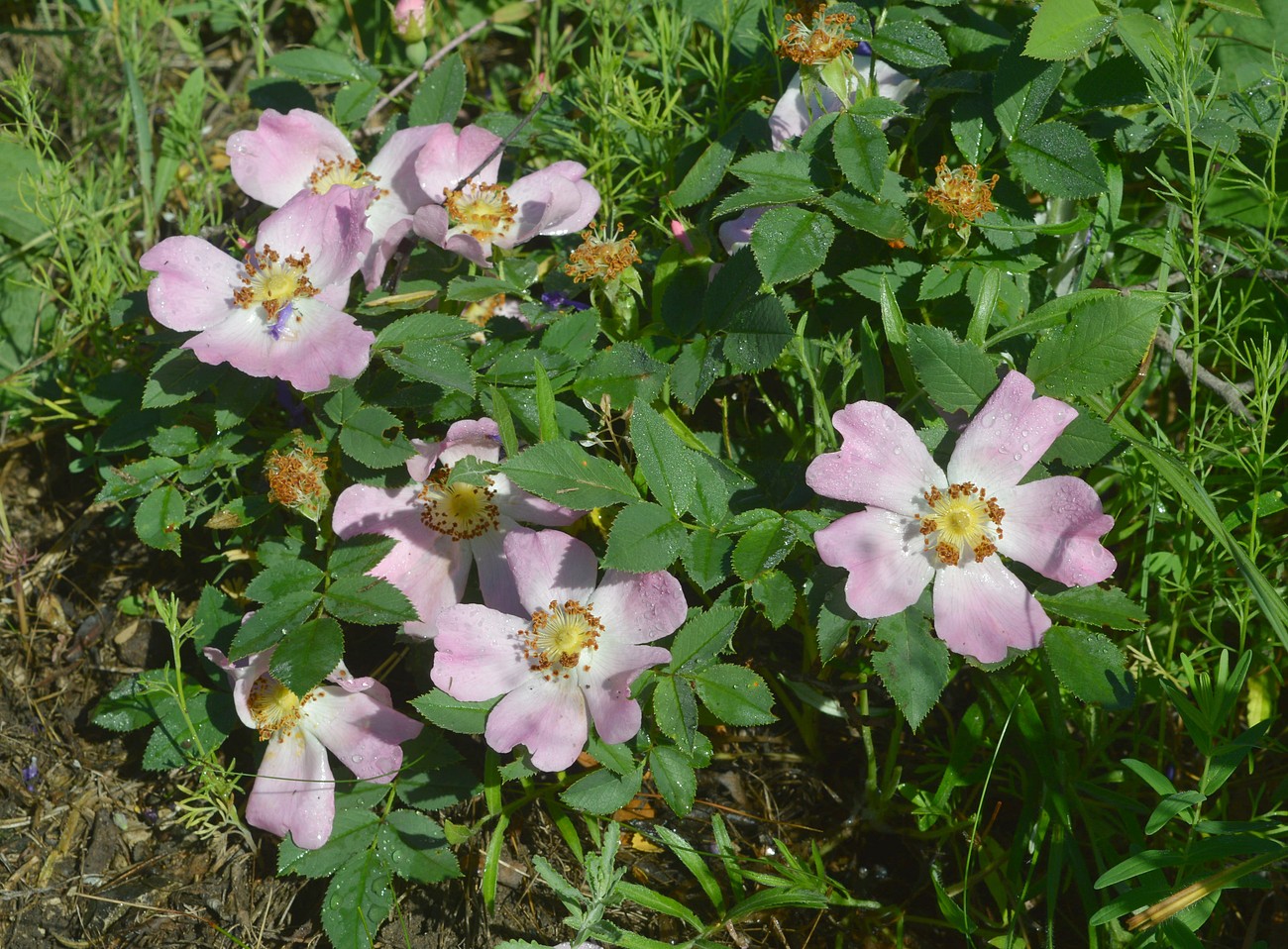 Изображение особи Rosa pygmaea.
