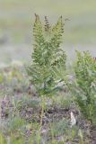 Pteridium japonicum. Вегетирующее растение. Приморский край, Лазовский р-н, Лазовский запов., берег бухты Просёлочная, морская терраса, по краю приморского луга. 12.06.2026.