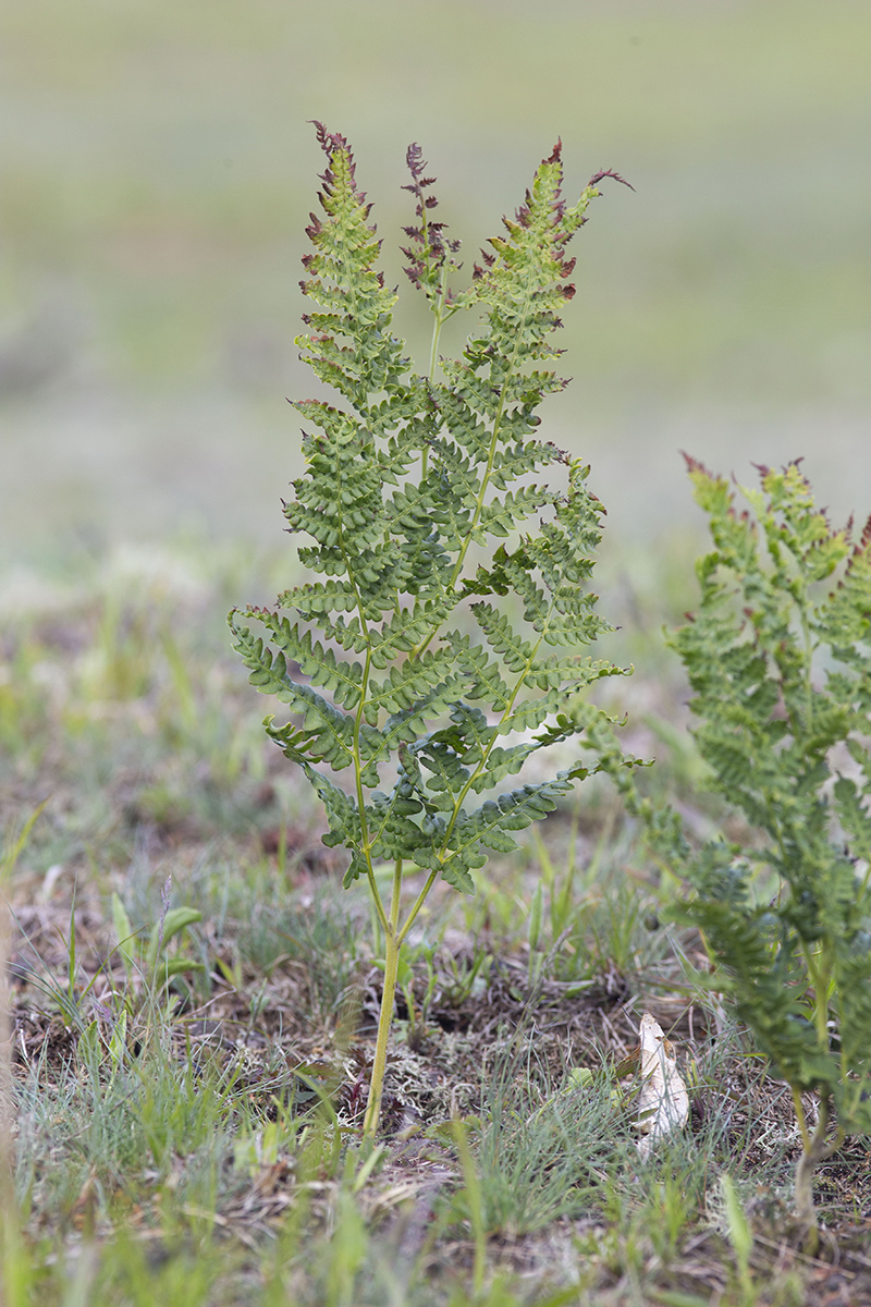 Image of Pteridium japonicum specimen.