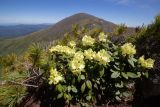 Rhododendron aureum. Цветущее растение среди Pinus pumila. Хабаровский край, р-н имени Лазо, массив горы Ко, гора Столовая, выс. ≈ 1800 м н.у.м., каменистый гребень. 22.06.2026.