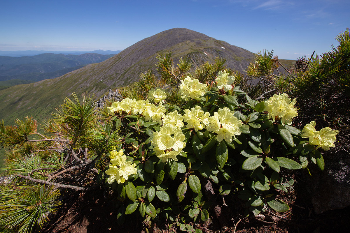 Изображение особи Rhododendron aureum.