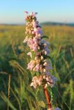Phlomoides tuberosa. Верхушка побега с соцветиями. Краснодарский край, м/о г. Новороссийск, Маркотхский хр., окр. Неберджаевского перевала, остепнённый луг. 21.06.2026.