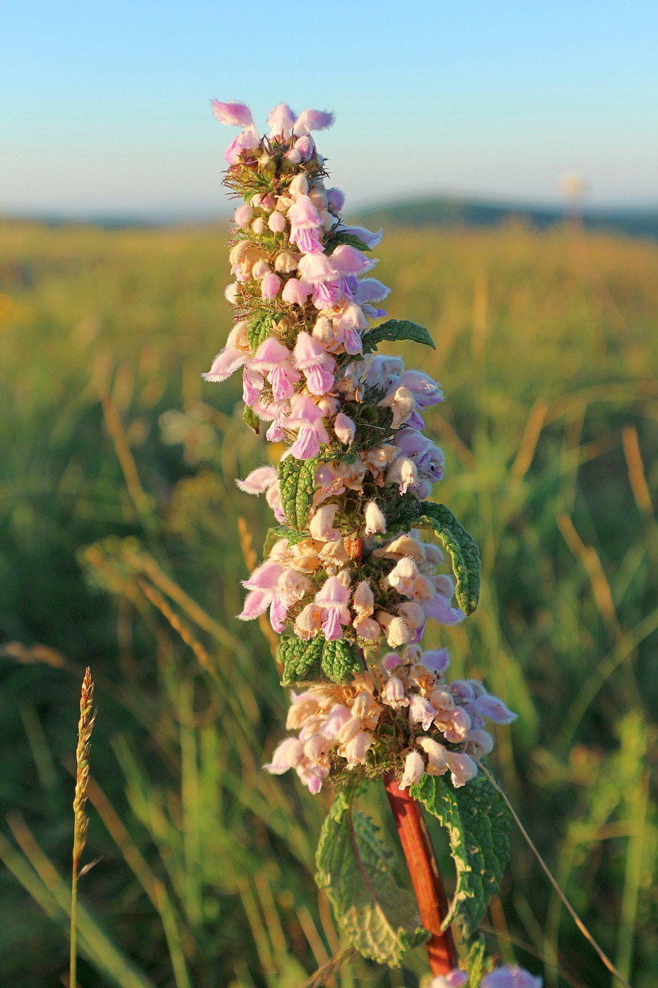Изображение особи Phlomoides tuberosa.