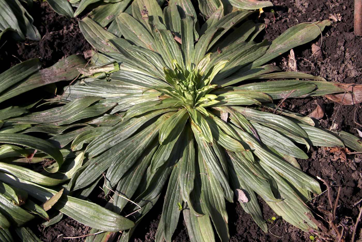 Image of Digitalis ferruginea specimen.