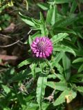 genus Trifolium. Верхушка цветущего растения. Грузия, край Самцхе-Джавахети, Ахалцихский муниципалитет, левый борт р. Цинубанисцкали, 1,8 км выше по течению от горячего источника Цинубани, гребень небольшого отрога, выс. 1150 м н.у.м., под дубами. 9 июня 2026 г.