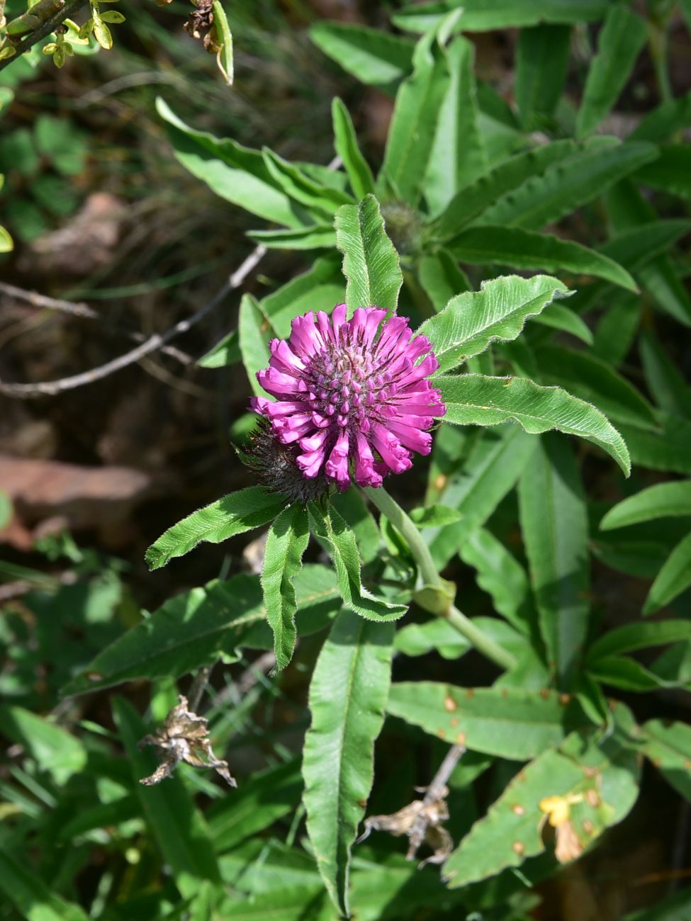 Image of genus Trifolium specimen.