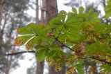 Aesculus hippocastanum. Верхушка ветви с поврежденными листьями. Беларусь, Брестская обл., Каменецкий р-н, окр. дер. Бобинка, смешанный сосново-лиственный лес. 02.07.2026.