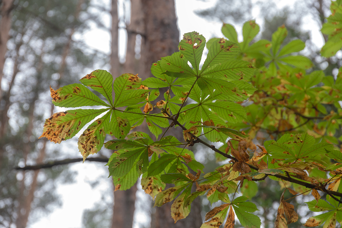 Image of Aesculus hippocastanum specimen.