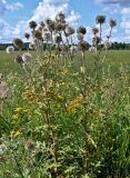 Смотреть изображение Echinops sphaerocephalus