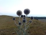 genus Echinops. Верхние части цветущих растений на фоне виднеющегося позади озера Севан. Армения, Гегаркуникская обл., близ с. Норатус, нарушенная горная степь. 25.07.2021.