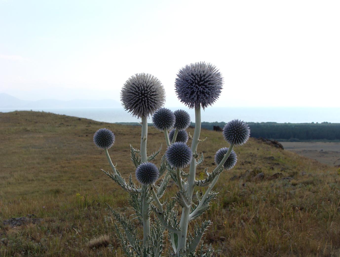 Image of genus Echinops specimen.