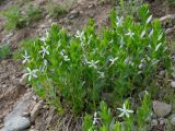 Vinca erecta. Цветущее растение. Таджикистан, Горно-Бадахшанская автономная обл., Дарвазский р-н, Дарвазский хр., перев. Хабуработ, выс. ≈ 3200 м н.у.м., задернованный глинистый склон. 19 июня 2026 г.
