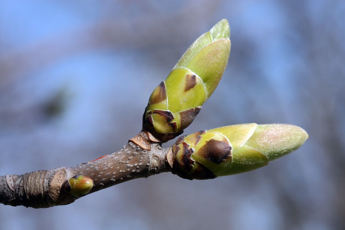 Изображение особи Acer pseudoplatanus.