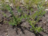 Scutellaria tuminensis. Цветущие растения. Хабаровский край, г. Комсомольск-на-Амуре, обочина грунтовой дороги. 01.07.2026.