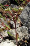 Valerianella falconida