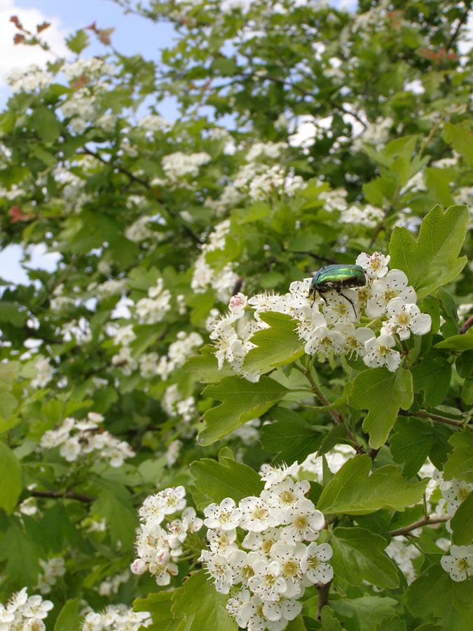 Image of Crataegus monogyna specimen.