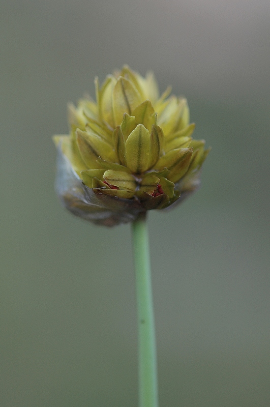 Image of Allium fedtschenkoanum specimen.