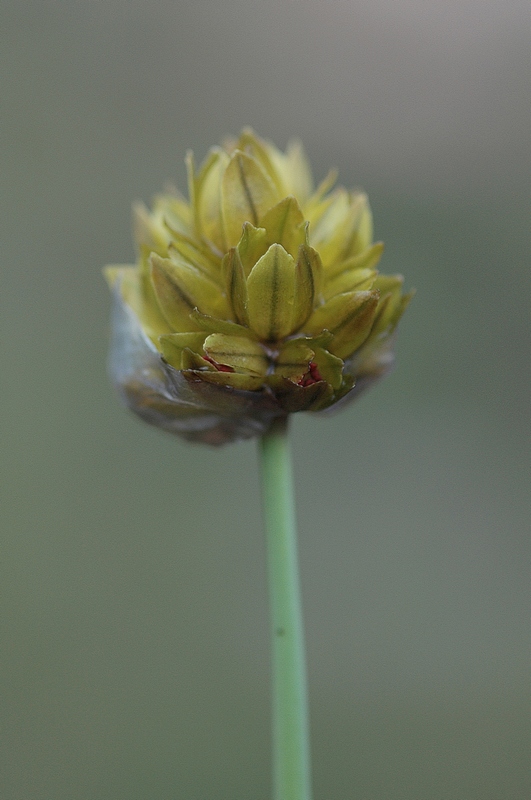 Изображение особи Allium fedtschenkoanum.