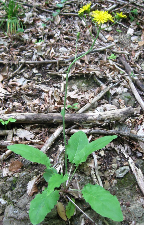 Image of Hieracium gentile specimen.