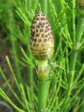 Equisetum fluviatile. Верхушка побега со стробилом. Ярославская обл., Мышкинский р-н, дер. Кокошилово, р. Ломиха. 08.06.2011.