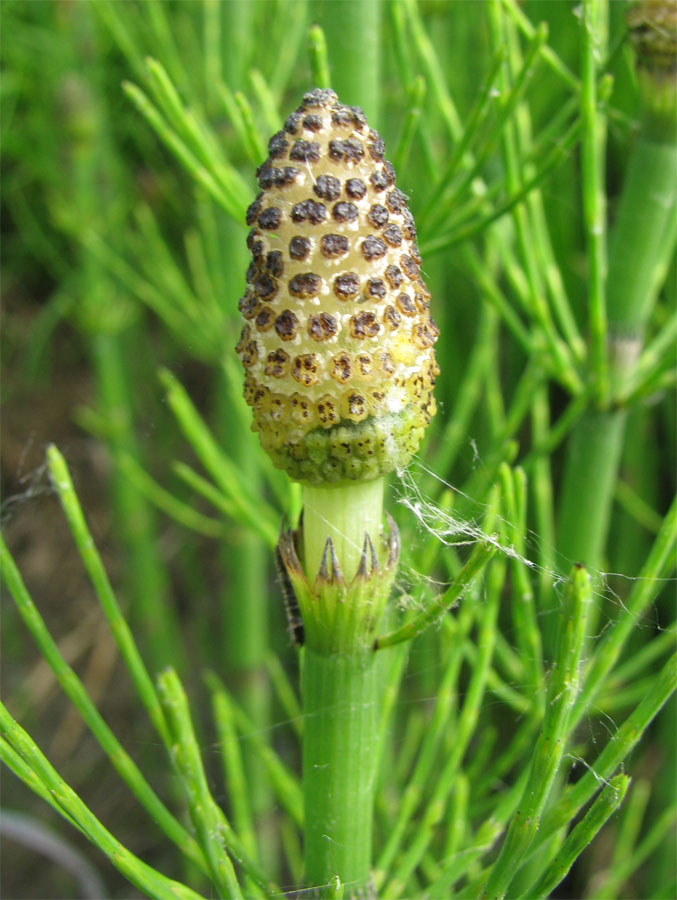 Изображение особи Equisetum fluviatile.