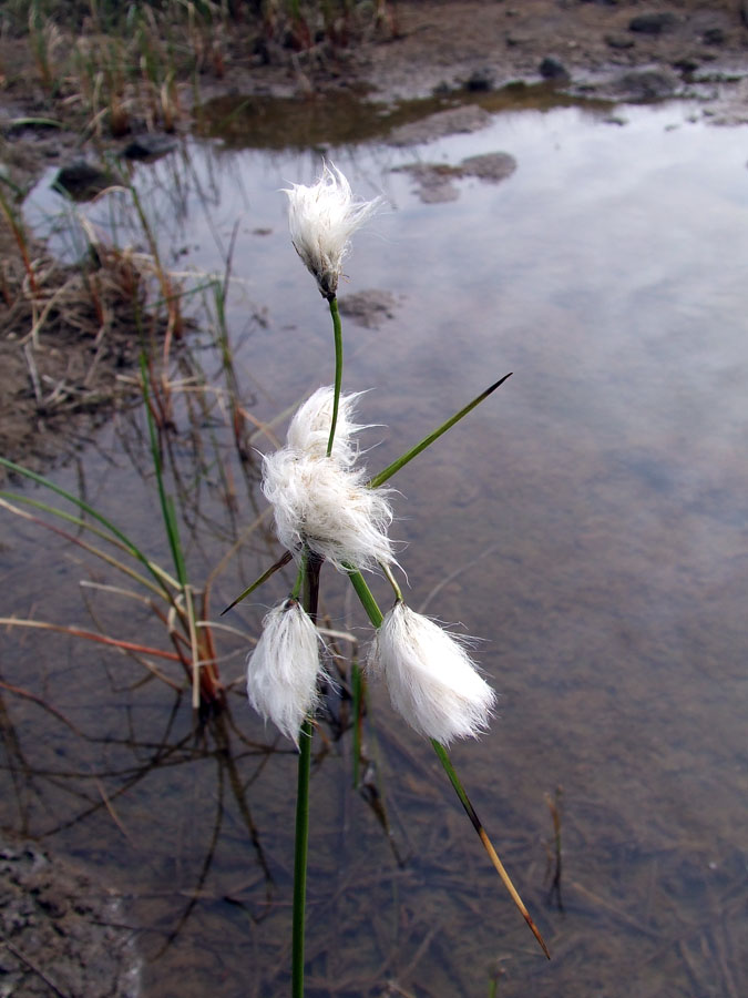 Image of Eriophorum angustifolium specimen.