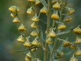 Artemisia absinthium. Соцветия. Московская обл., Раменский р-н, окр. дер. Хрипань, дачный участок. 08.08.2004.