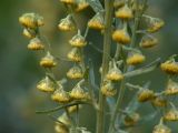 Artemisia absinthium