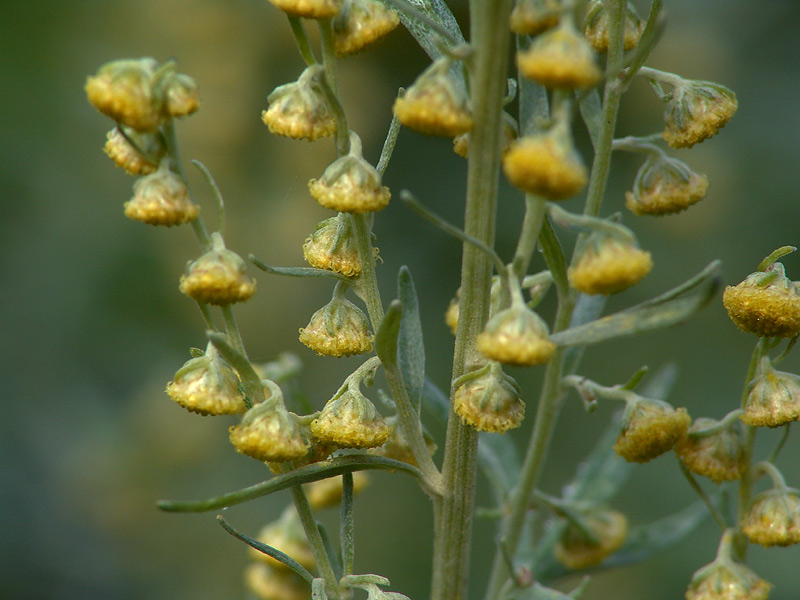 Image of Artemisia absinthium specimen.