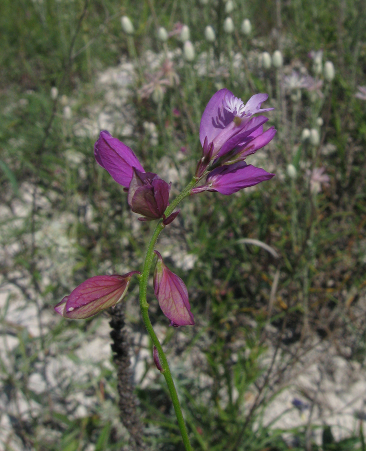 Изображение особи Polygala cretacea.