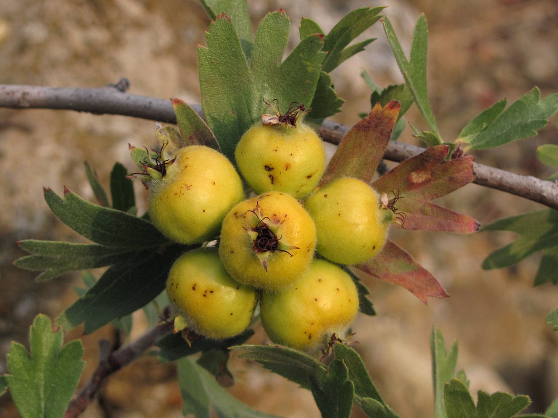 Image of Crataegus pojarkovae specimen.