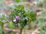 Thalictrum simplex