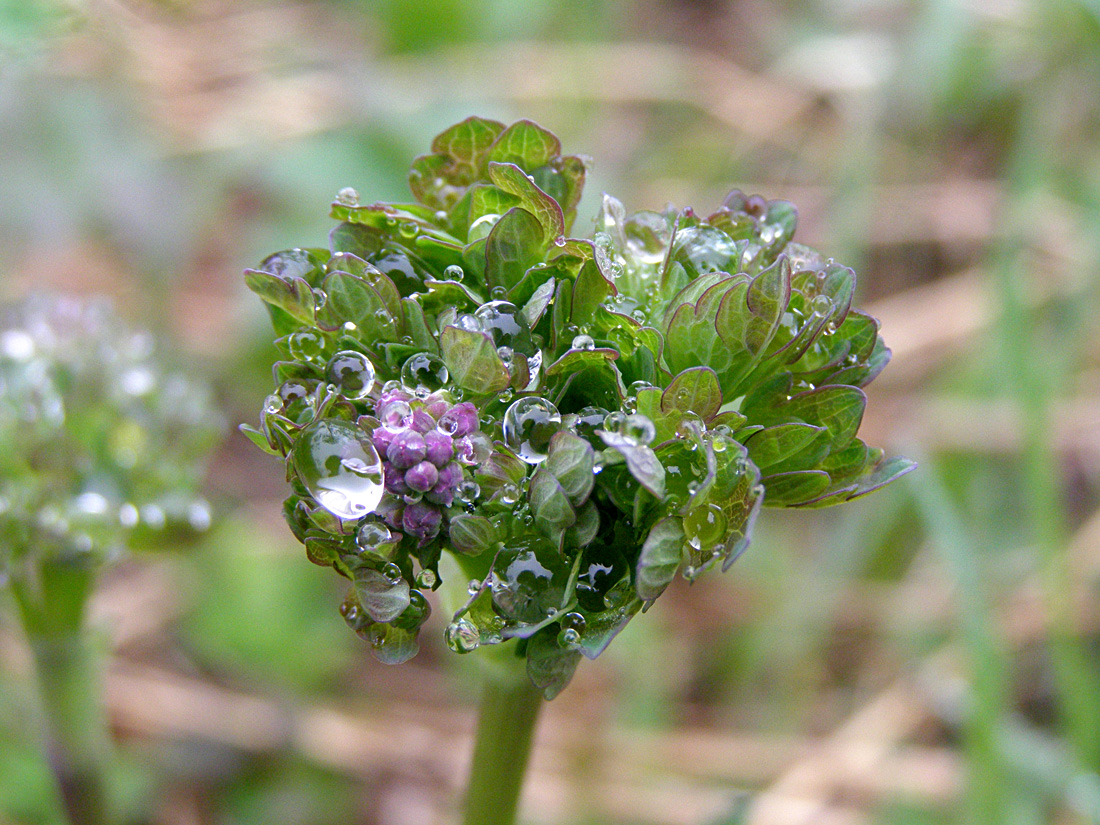 Изображение особи Thalictrum simplex.