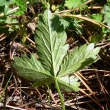 Potentilla crantzii