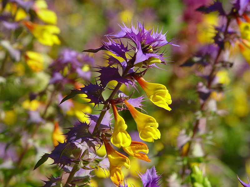 Image of Melampyrum nemorosum specimen.