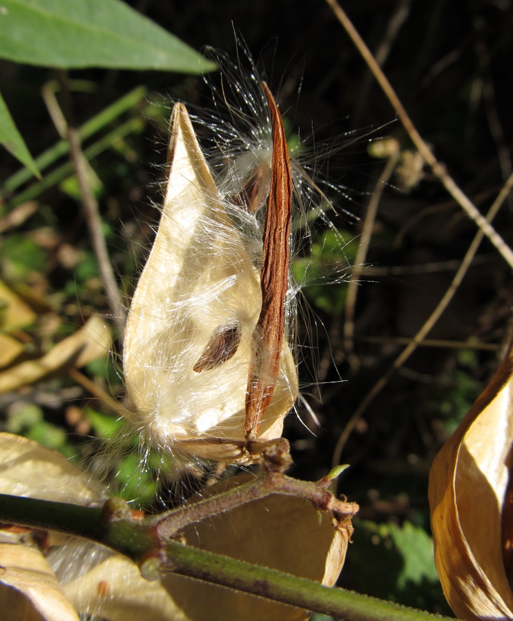 Image of genus Vincetoxicum specimen.