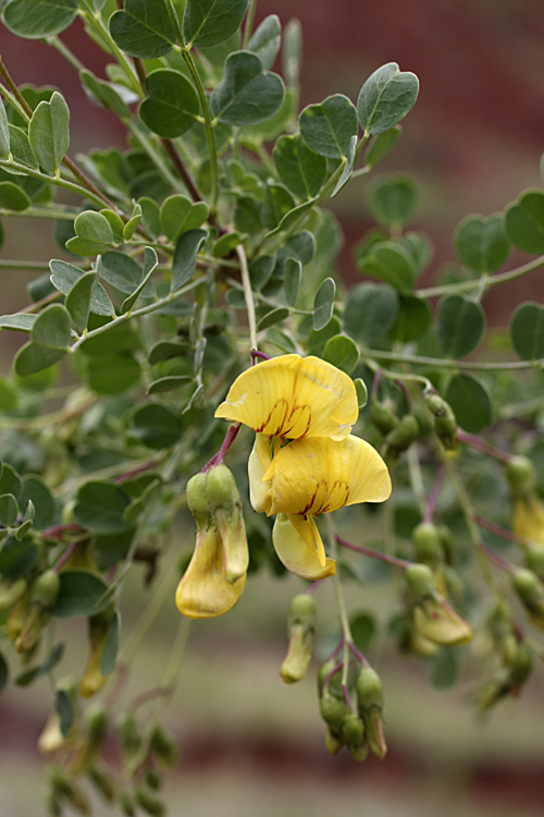 Image of Colutea paulsenii specimen.