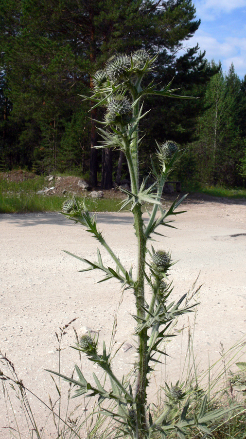 Изображение особи Cirsium vulgare.